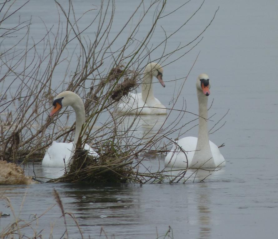 Les Gites De Colliers Muides-sur-Loire Quarto foto